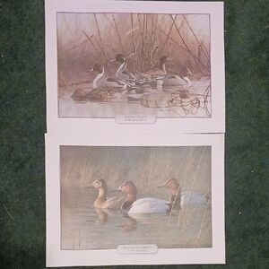 Wildlife Art-- TWO--prints on paper